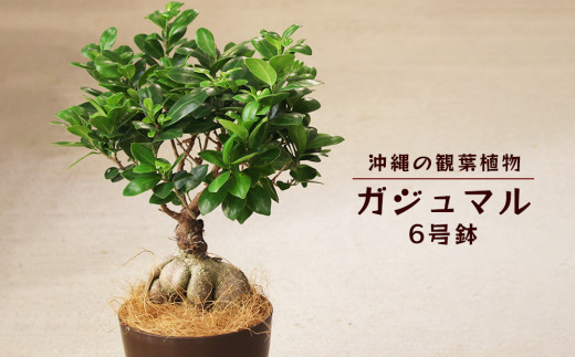 沖縄の観葉植物 観葉植物 ガジュマル 6号鉢 6号 観葉植物 ガジュマル