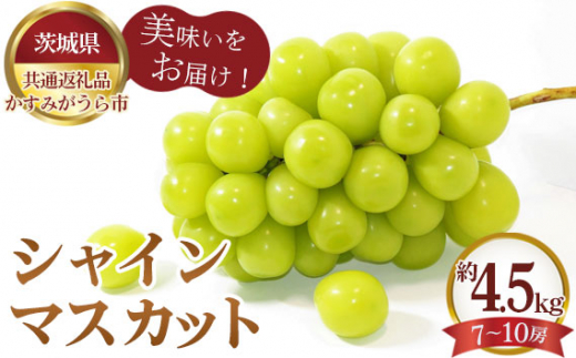 No.308 シャインマスカット2房と梨5個【茨城県共通返礼品 かすみがうら