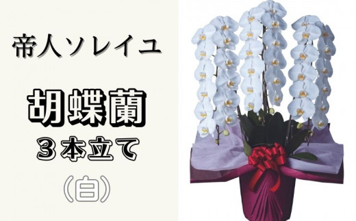 ふるさと納税「胡蝶蘭」の人気返礼品・お礼品比較 - 価格.com