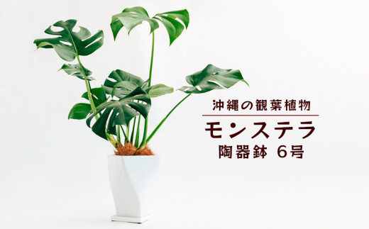 沖縄の観葉植物 観葉植物 モンステラ陶器鉢植え 6号 角鉢 観葉植物 モンステラ インテリア 鉢付き おしゃれ インテリアグリーン 緑のある暮らし  ハウスプラント 沖縄 うるま市 ６号 - 沖縄県うるま市｜ふるさとチョイス - ふるさと納税サイト