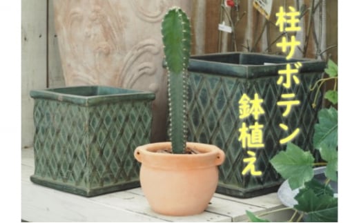 植物 サボテン 鉢植え 柱サボテンの鉢植え つぼ丸型 鉢 17cm - 福岡県