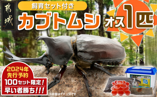 先行受付☆2024年6月以降お届け】カブトムシ(飼育セット付き