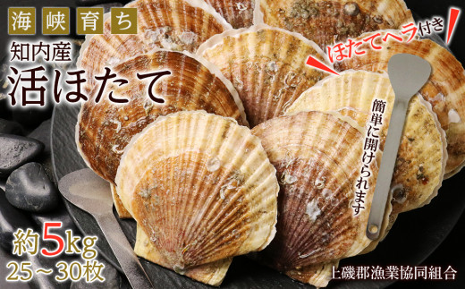 活ほたて 約5kg 25～30枚前後 【上磯郡漁業協同組合】 - 北海道知内町