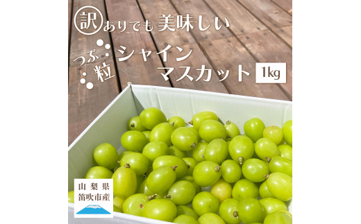 訳ありだけど美味しい 2023年発送 シャインマスカット 粒 約1㎏ 山梨県