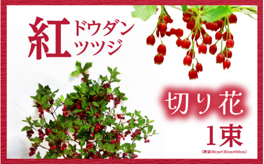 先行予約】紅ドウダンツツジ 切り花【2026年4月20日から5月10日まで