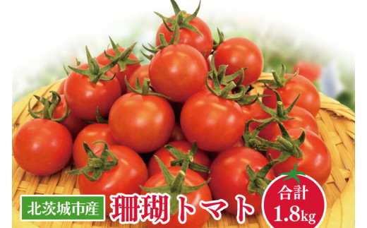 【茨城県北茨城市】【先行予約】珊瑚トマト 150gパック×12入り【野菜 トマト とまと ミニトマト みにとまと フルーツトマト 新鮮 リコピン ビタミン】(AX202)