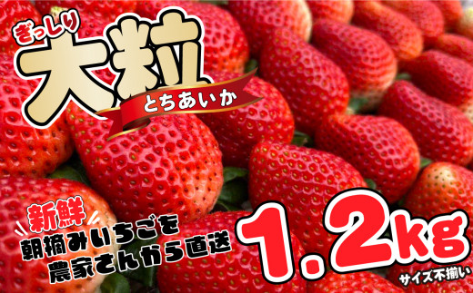 ぎっしり とちあいか 1.2kg 大粒(サイズ不揃い) - 栃木県真岡市