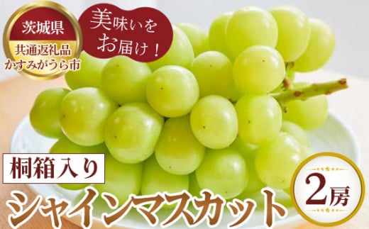 No.375 【先行予約】桐箱入りシャインマスカット 2房【茨城県共通返礼品 かすみがうら市】 ／ 旬 新鮮 葡萄 ブドウ 果物 フルーツ 茨城県  特産品 - 茨城県坂東市｜ふるさとチョイス - ふるさと納税サイト