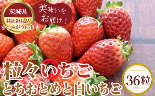 No.362 粒々いちご36粒　とちおとめと白いちご【茨城県共通返礼品 かすみがうら市】 ／ 旬 新鮮 苺 イチゴ 果物 フルーツ 茨城県 特産品