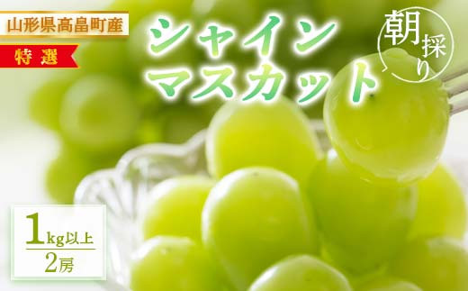 山梨県産 シャイン 悟紅玉 マスカットノワール 現品即日発送 1箱限定