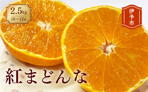 みかん 愛媛 紅まどんな（4.8kg） 人気 数量限定 先行予約 柑橘 伊予市