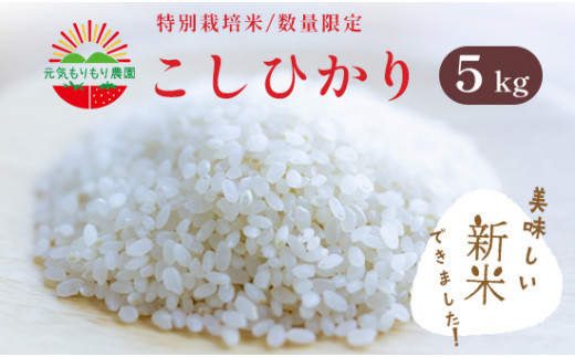 新米 白米 コシヒカリ 5kg 5キロ 特別 栽培米 令和 5年産 お米