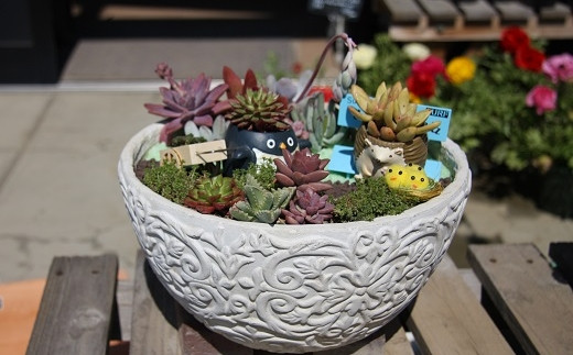 多肉植物の寄せ植え 30cm鉢【005D-008】 - 大阪府泉南市｜ふるさと