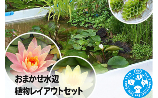 おまかせ水辺植物レイアウトセット - 群馬県邑楽町｜ふるさとチョイス