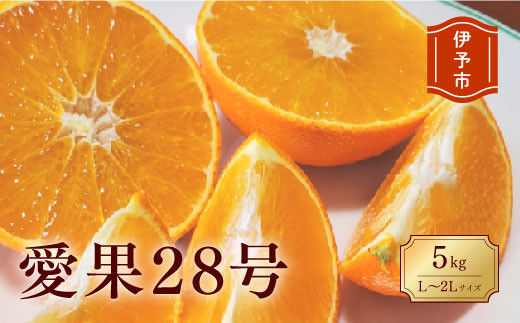 みかん 愛媛 愛果28号 5kg 贈答用 L〜２L キャップ付き 人気 数量限定 先行予約 柑橘 伊予市 【2023年12月発送】｜B84