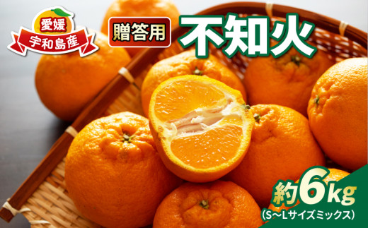 河内晩柑 8.5kg 訳あり 23～28玉 サイズ ミックス 不揃い 玉津みかん