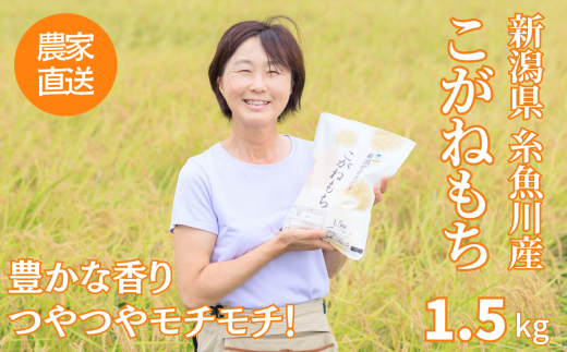 新潟県産 もち米『こがねもち』1.5kg（1升）令和5年産新米 つやつや