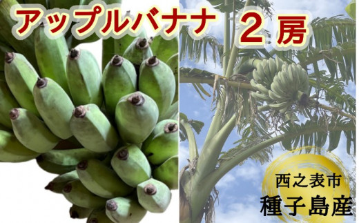 種子島 産 園田バナナ園 アップルバナナ ( 島バナナ ) 2房 NFN529
