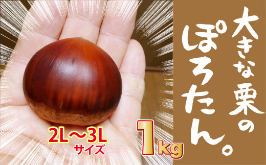 大きな栗のぽろたん とっても甘い低温熟成栗 - 山梨県大月市