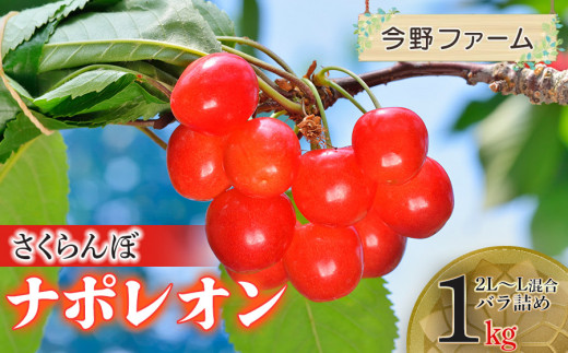 山形県　寒河江市産　さくらんぼ ナポレオン 5kg 購入後に収穫します。 令和8年産先行予約】さくらんぼ ナポレオン 2L～L混合 バラ詰め 1kg