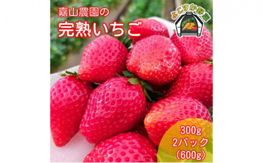 いちご とちおとめ 嘉山農園の完熟いちご 600g以上 2パック（2024年1月以降発送） 横須賀 もぎたて 採れたて 新鮮 数量限定 産地直送 高級  フルーツ 果物 苺 ギフト 贈答用