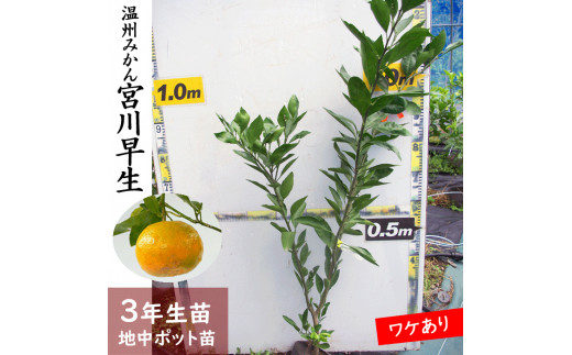 訳あり＜すだ農園＞3年生 苗木 ◇柑橘類 温州みかん 宮川早生 [地中ポット苗 2021年]  ※2023年10月中旬～12月頃、2024年3月中旬～2024年5月頃に順次発送※北海道・沖縄・離島への配送不可