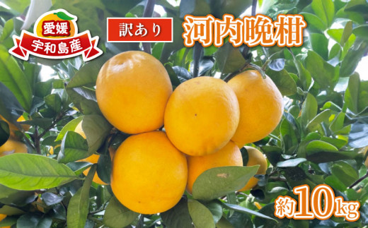 訳あり 河内晩柑 10kg まる玉農園 晩柑 柑橘 果物 フルーツ 産地直送