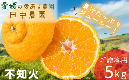 【愛媛県松山市】不知火 しらぬい 約5kg  ご贈答用【2月下旬から順次発送】でこぽんと同品種 柑橘類 先行予約 フルーツ 柑橘類 先行予約 果物 フルーツ みかん シラヌイ 人気 おすすめ 愛媛