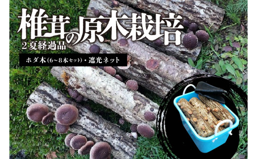 椎茸の原木栽培2夏経過品 ／ 家庭菜園 お手軽 栽培キット 自由研究 鑑賞 原木 きのこ しいたけ