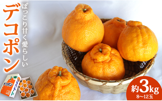 訳あり 土佐文旦 家庭用 約10kg - 果物 フルーツ 柑橘 高知県産 文旦