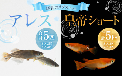 輝音のメダカ 「アレス」 「皇帝ショート」 ミックス 各5匹 計10匹セット - 長崎県時津町｜ふるさとチョイス - ふるさと納税サイト