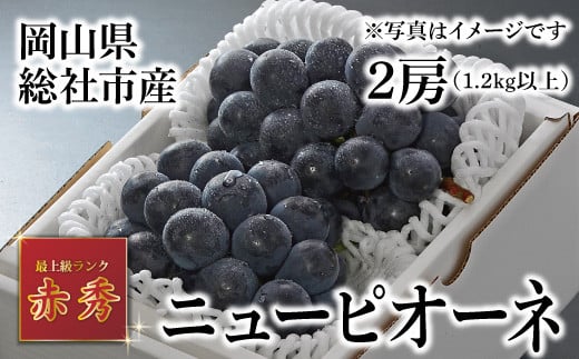 ニューピオーネ（赤秀・2房）岡山県総社市産【2024年産先行予約】24