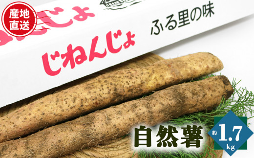 キャンペーン価格 自然薯 7キロ - 食品