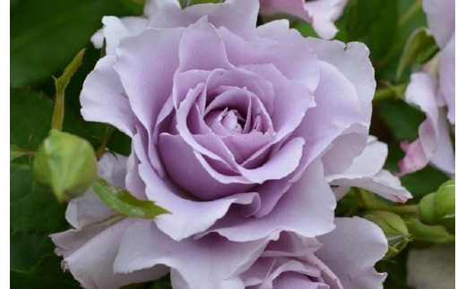 先行受付】バラ鉢苗 爽 1鉢【2026年4月下旬より発送】河本バラ園