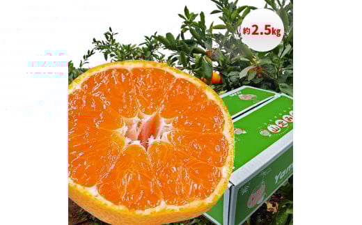 ymzyB06065zRk݂ 2.5kgETCYCmԌin