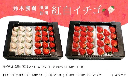 １０６０ 掛川産赤＆白イチゴ×４P赤イチゴ×３P・白イチゴ×１P 令