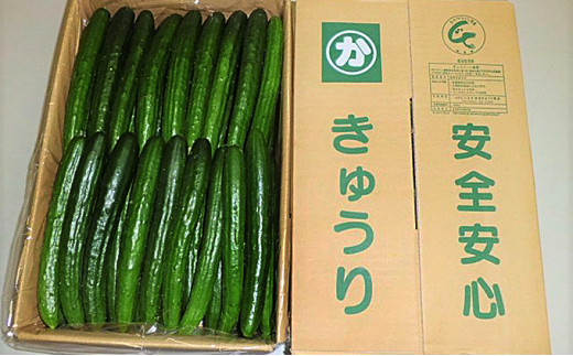 y򕌌CÎsz[5533-0160]LE