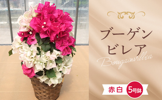 sd1_ab78e3b62b46d4de125ce6be2b