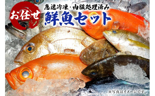 急速冷凍・内臓処理済み お任せ鮮魚セット mi0051-0007 - 千葉県南房総