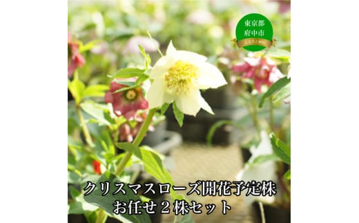 ys{szNX}X[ỸpCIjA@NX}X[YJԗ\芔C2Zbg