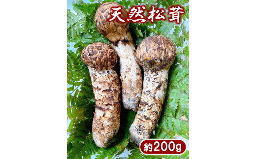 期間限定】岩手普代産 天然松茸 約200ｇ【数量限定】 国産 - 岩手県