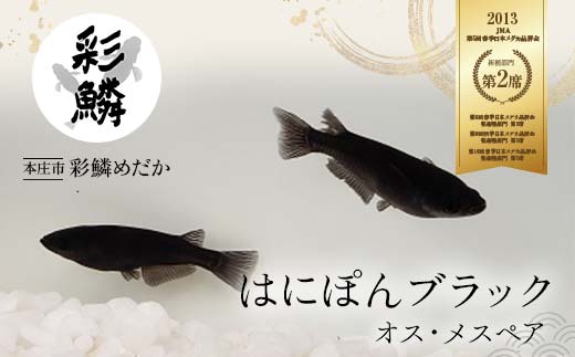 ふるさと納税「めだか」の人気返礼品・お礼品比較 - 価格.com