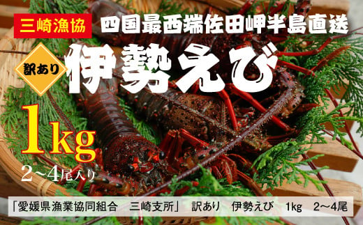 【先行予約】【数量限定】【訳あり】産地直送！活き伊勢えび  約1kg（2～4尾）※北海道・東北地方・沖縄・離島への配送不可※2024年9月上旬～11月上旬頃に順次発送予定