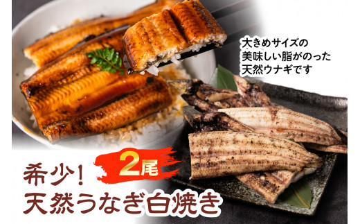 希少！天然 鰻 白焼き（2匹）計約300g～350g - 熊本県八代市｜ふるさと