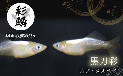 《当店作出品種》 彩鱗めだか ＜黒刀彩＞ めだか メダカ 飼育 ペット 鑑賞 魚 動物 生き物 関東 F5K-077 -  埼玉県本庄市｜ふるさとチョイス - ふるさと納税サイト