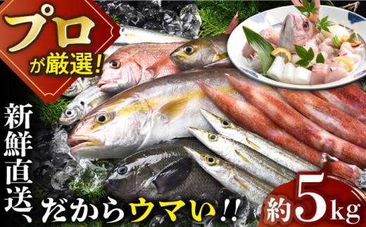 【着日指定 可能】【漁師から直送】旬の 朝獲れ 鮮魚 約5kg 平戸市 / 綾香水産 [KAC016]