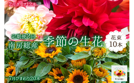 南房総産季節の生花2回定期便（2月：ダリア12本、7月：ひまわり20本