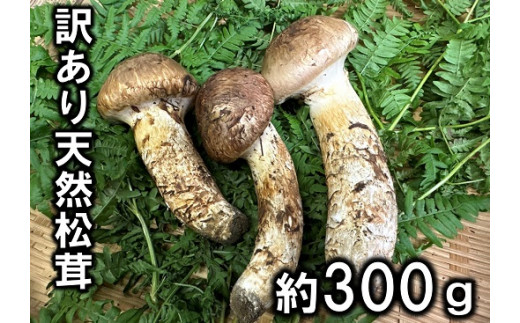 期間限定】岩手県産 天然松茸 約300ｇ 訳あり【開きや小さめ、割れ