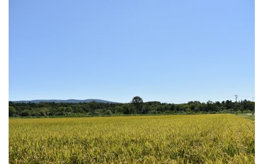 【北海道士別市】※令和５年産米※【6カ月定期便】上士別の生産者がつくるななつぼし15㎏×6回