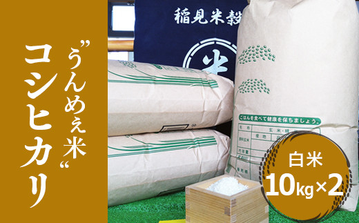 [令和5年度産]栃木県上三川町産コシヒカリ・白米 (10kg×2袋) | 国産 栃木県産 コシヒカリ 米 お米 単一原料米 精米 白米 栃木米  とちぎ米 産地直送 送料無料 - 栃木県上三川町｜ふるさとチョイス - ふるさと納税サイト